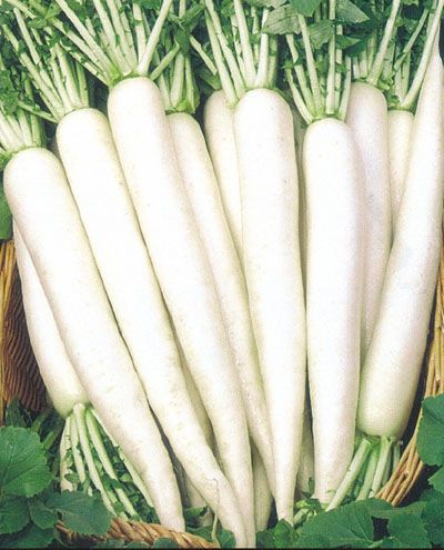 Early Mino Wase Long White  (Open Pollinated)