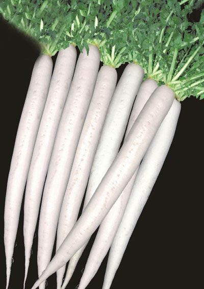 Kawasaki-911 (Hybrid)