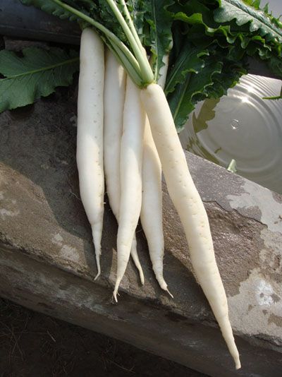 Toronto White (Hybrid)