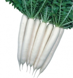 All Season  (Open Pollinated)