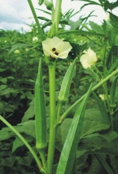 Arka Anamika (Open Pollinated)