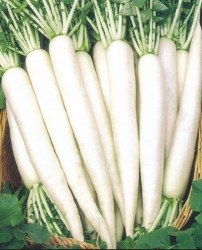 Early Mino Wase Long White  (Open Pollinated)