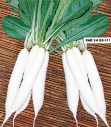 GS -111 (Palk Patta)-  (Open Pollinated)