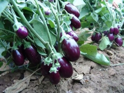 Purple chu chu- Unnati (Hybrid)