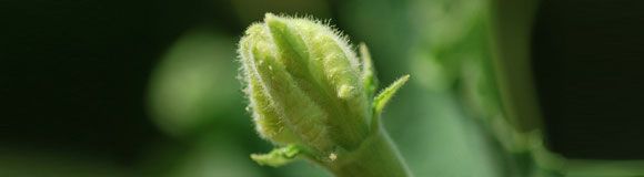 Bottle Gourd 