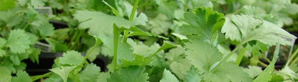 Coriander 