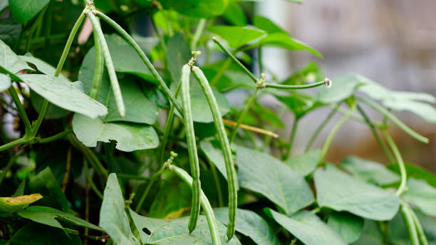 Cowpea 