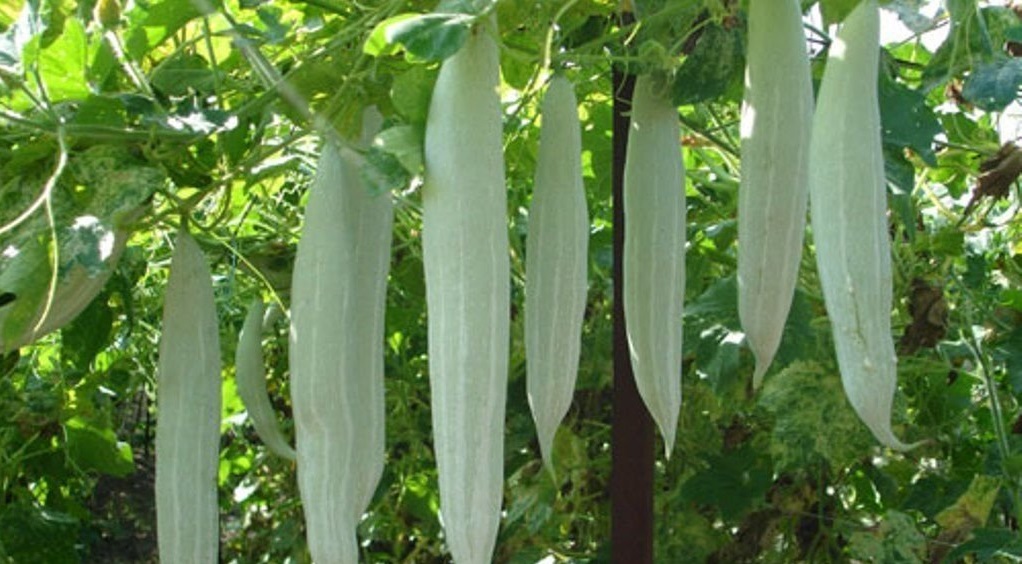 Snakegourd 