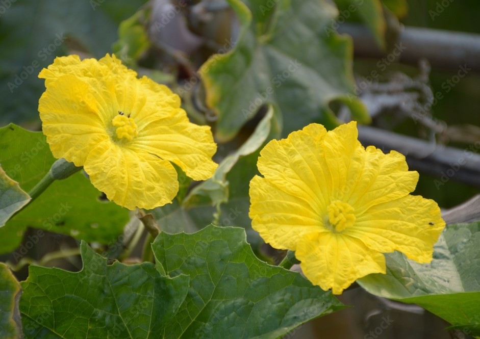 Sponge Gourd 