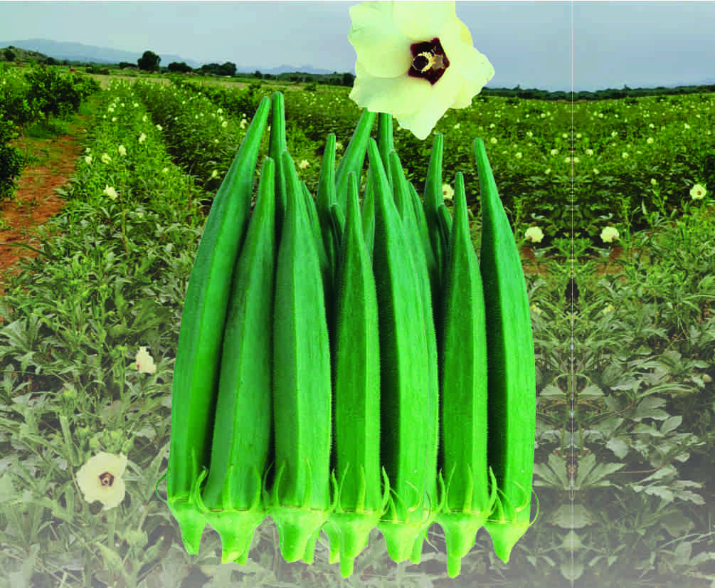 Best Bhindi Seeds Suppliers in Delhi, Bhindi Seed Exporters in India